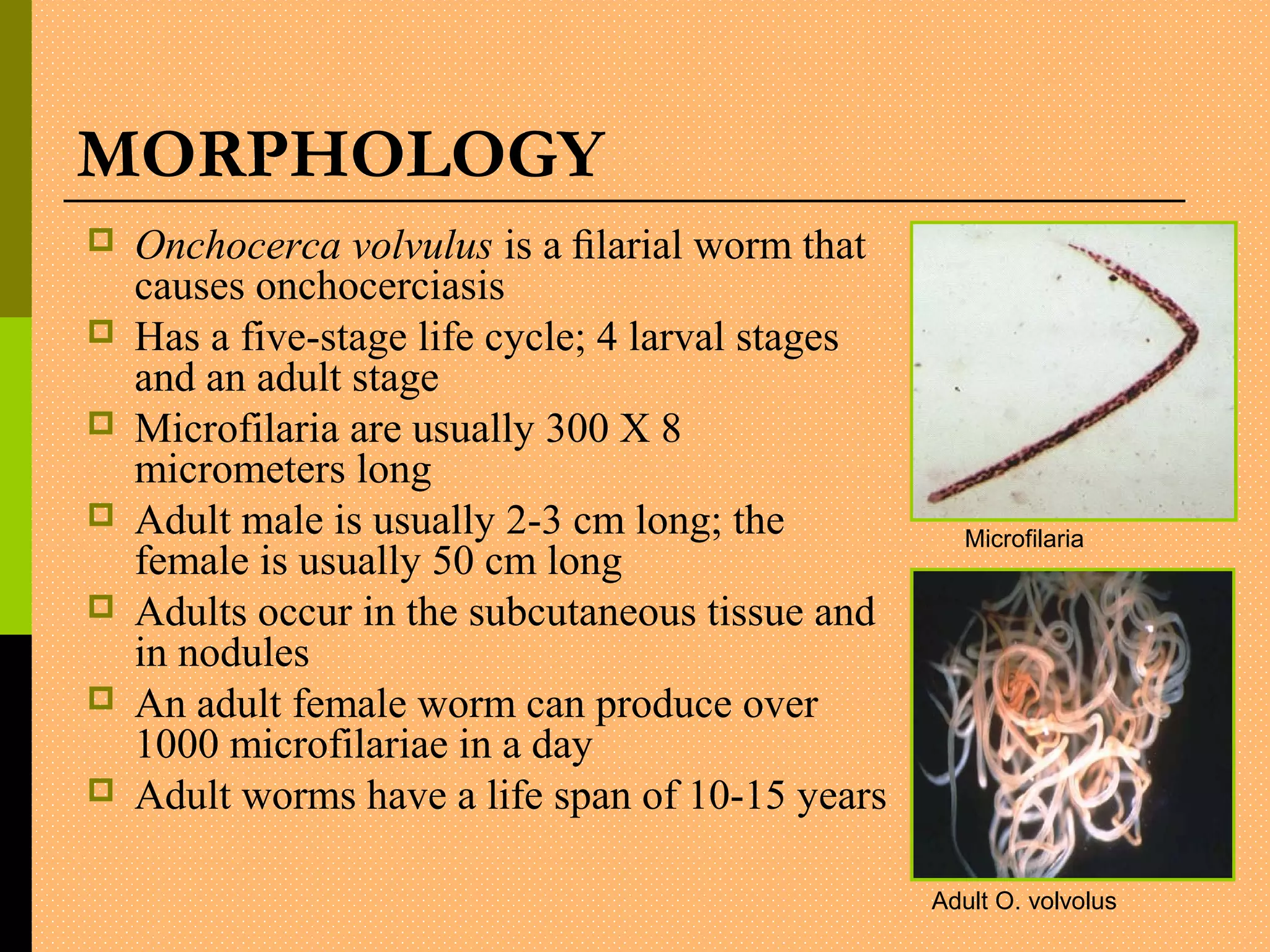 MORPHOLOGY
 Onchocerca volvulus is a ﬁlarial worm that
causes onchocerciasis
 Has a five-stage life cycle; 4 larval stages
and an adult stage
 Microfilaria are usually 300 X 8
micrometers long
 Adult male is usually 2-3 cm long; the
female is usually 50 cm long
 Adults occur in the subcutaneous tissue and
in nodules
 An adult female worm can produce over
1000 microfilariae in a day
 Adult worms have a life span of 10-15 years
Adult O. volvolus
Microfilaria
 