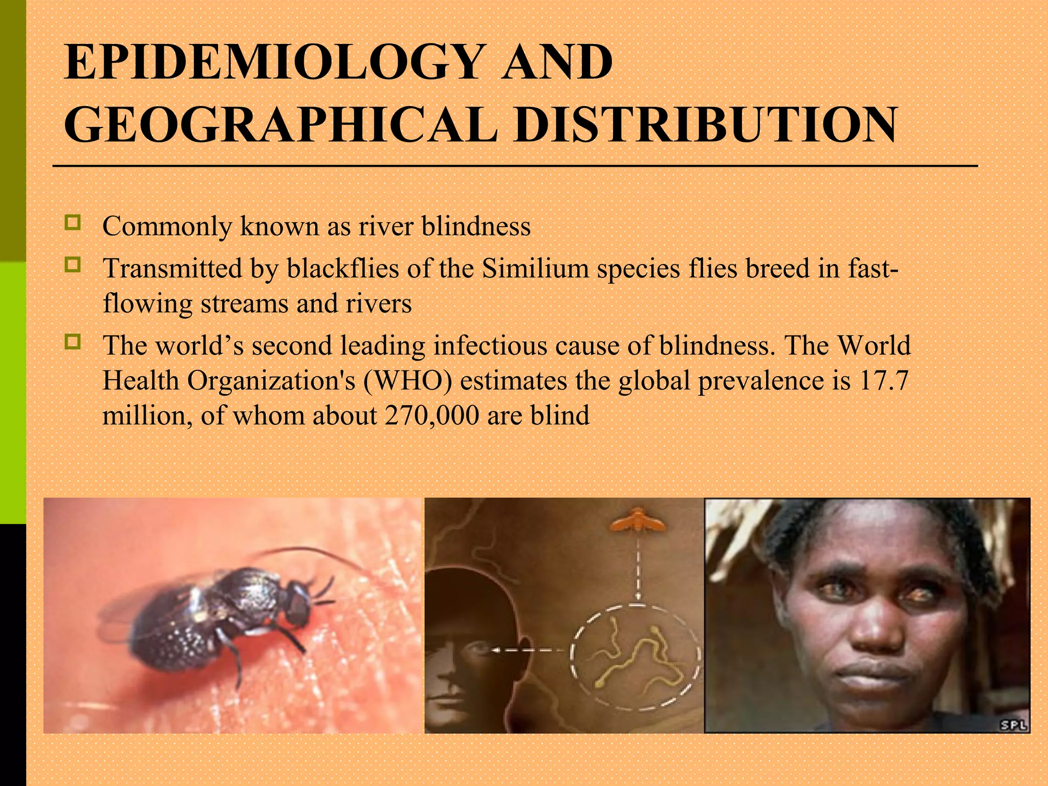 EPIDEMIOLOGY AND
GEOGRAPHICAL DISTRIBUTION
 Commonly known as river blindness
 Transmitted by blackflies of the Similium species flies breed in fast-
flowing streams and rivers
 The world’s second leading infectious cause of blindness. The World
Health Organization's (WHO) estimates the global prevalence is 17.7
million, of whom about 270,000 are blind
 