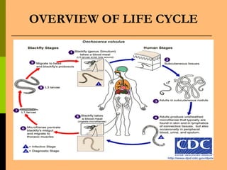 OVERVIEW OF LIFE CYCLE
 