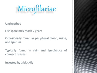 Microfilariae
Unsheathed
Life span: may reach 2 years
Ingested by a blackfly
Occasionally found in peripheral blood, urine,
and sputum
Typically found in skin and lymphatics of
connect tissues
 