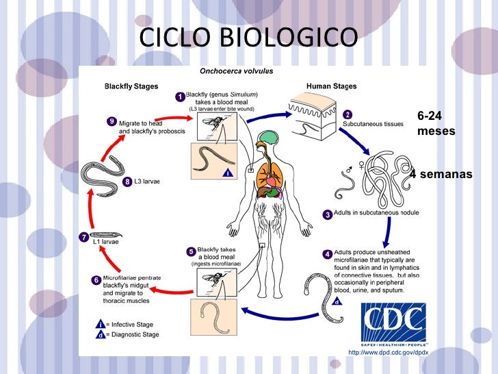 Ciclo De Vida De Onchocerca Volvulus es.slideshare.net