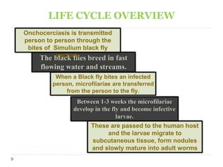 LIFE CYCLE OVERVIEW 
Onchocerciasis is transmitted 
person to person through the 
bites of Simulium black fly 
The black flies breed in fast 
flowing water and streams. 
When a Black fly bites an infected 
person, microfilariae are transferred 
from the person to the fly. 
Between 1-3 weeks the microfilariae 
develop in the fly and become infective 
larvae. 
These are passed to the human host 
and the larvae migrate to 
subcutaneous tissue, form nodules 
and slowly mature into adult worms 
vectors. 
 