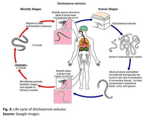 Fig. 4: Life cycle of Onchocercia volvulus 
Source: Google images. 
 