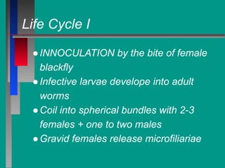 Life Cycle I
●INNOCULATION by the bite of female
blackfly
●Infective larvae develope into adult
worms
●Coil into spherical bundles with 2-3
females + one to two males
●Gravid females release microfiliariae
 