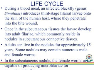 LIFE CYCLE
• During a blood meal, an infected blackfly (genus
Simulium) introduces third-stage filarial larvae onto
the skin of the human host, where they penetrate
into the bite wound.
• Once in the subcutaneous tissues the larvae develop
into adult filariae, which commonly reside in
nodules in subcutaneous connective tissues.
• Adults can live in the nodules for approximately 15
years. Some nodules may contain numerous male
and female worms.
• In the subcutaneous nodule, the female worms are
capable of producing microfilariae for
 