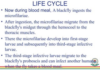 LIFE CYCLE
• Now during blood meal, A blackfly ingests the
microfilariae.
• After ingestion, the microfilariae migrate from the
blackfly's midgut through the hemocoel to the
thoracic muscles.
• There the microfilariae develop into first-stage
larvae and subsequently into third-stage infective
larvae.
• The third-stage infective larvae migrate to the
blackfly's proboscis and can infect another human
when the fly takes a blood meal.
 