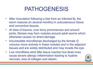PATHOGENESIS
• After inoculation following a bite from an infected fly, the
worm matures (in several months) in subcutaneous tissue
and connective tissues.
• At sites of trauma, over bony prominences and around
joints, fibrosis may form nodules around adult worms which
otherwise causes no direct damage.
• Innumerable microfilariae discharged by the female O.
volvulus move actively in these nodules and in the adjacent
tissues and are widely distributed and may invade the eye.
• Live microfilaria elicit little tissue reaction but dead ones
cause severe allergic inflammation leading to hyaline
necrosis, loss of collagen and elastin.
 