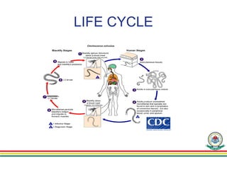 LIFE CYCLE
 