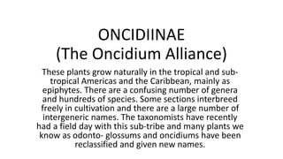 ONCIDIINAE
(The Oncidium Alliance)
These plants grow naturally in the tropical and sub-
tropical Americas and the Caribbean, mainly as
epiphytes. There are a confusing number of genera
and hundreds of species. Some sections interbreed
freely in cultivation and there are a large number of
intergeneric names. The taxonomists have recently
had a field day with this sub-tribe and many plants we
know as odonto- glossums and oncidiums have been
reclassified and given new names.
 