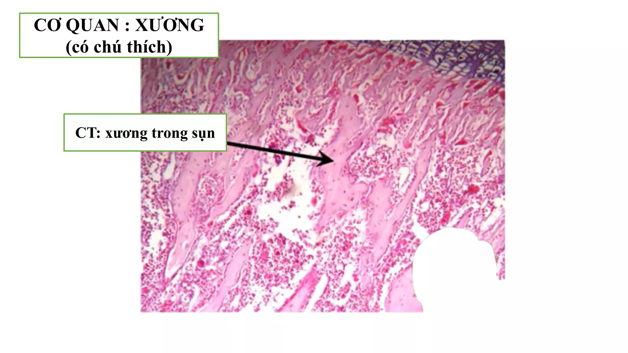 Thực hành Mô phôi | PPTX