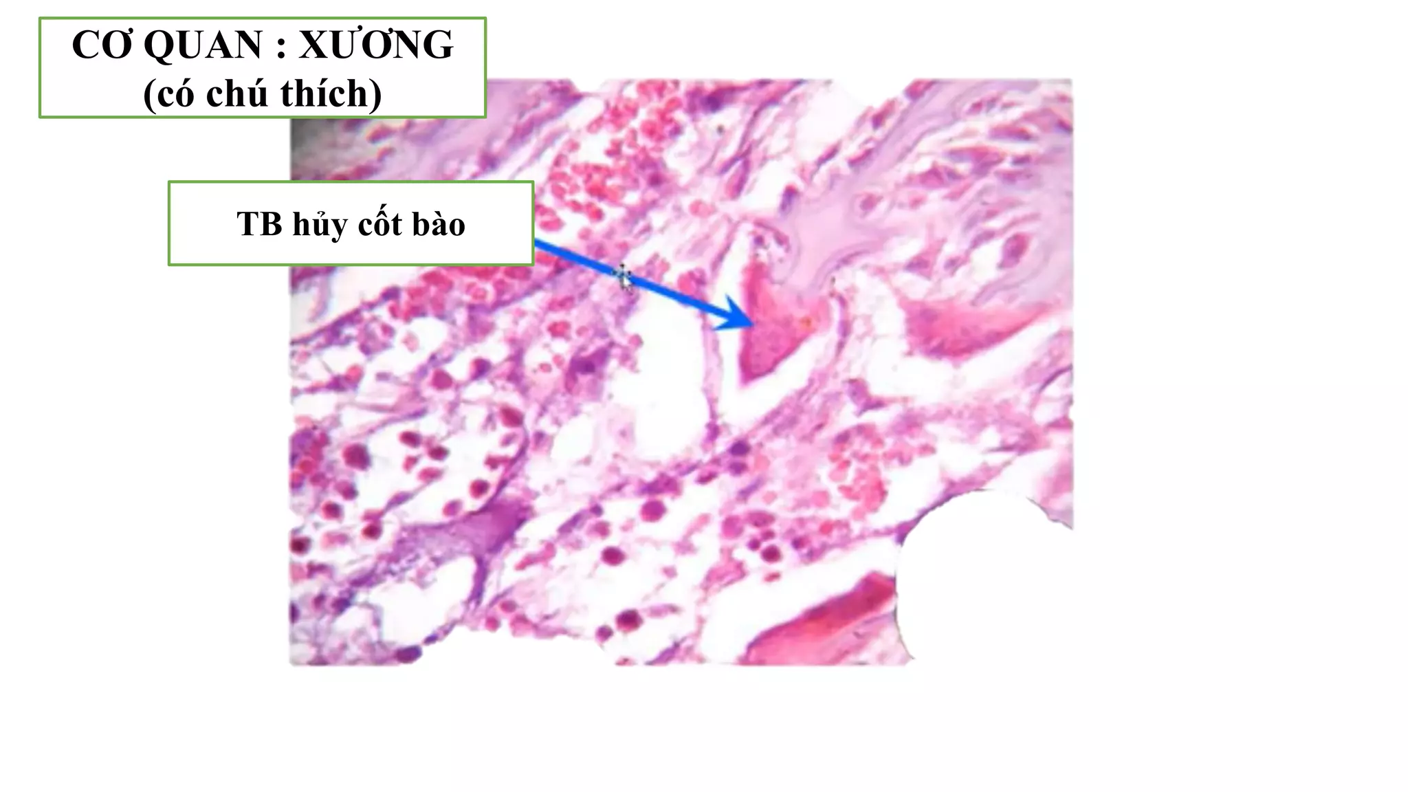 Thực hành Mô phôi | PPTX