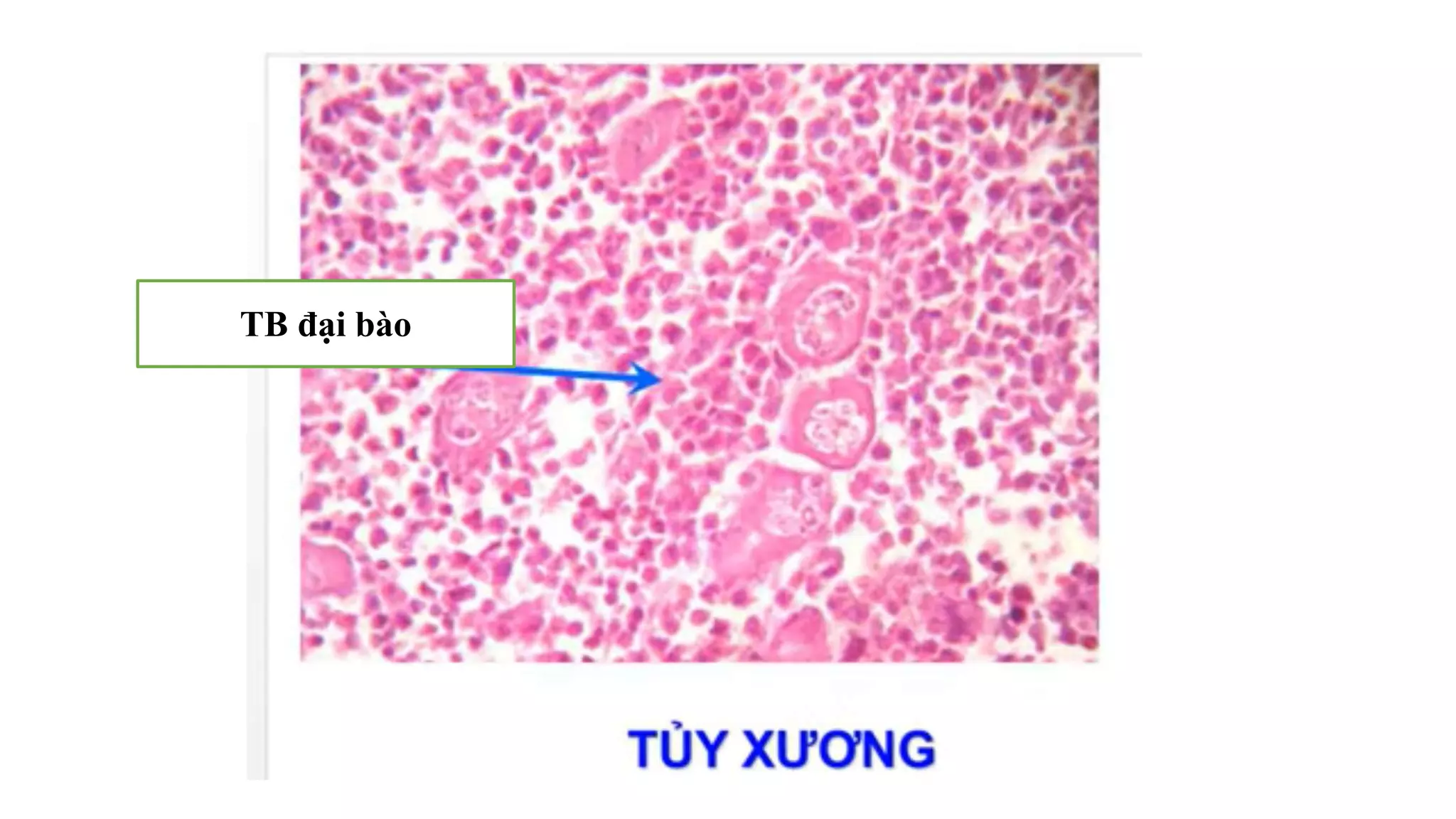 Thực hành Mô phôi | PPTX