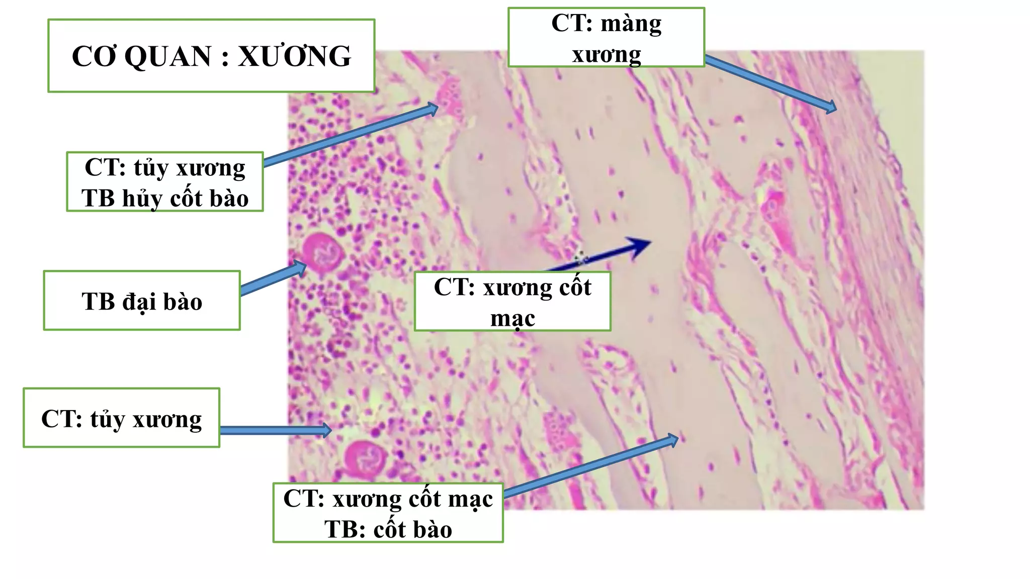 Thực hành Mô phôi | PPTX
