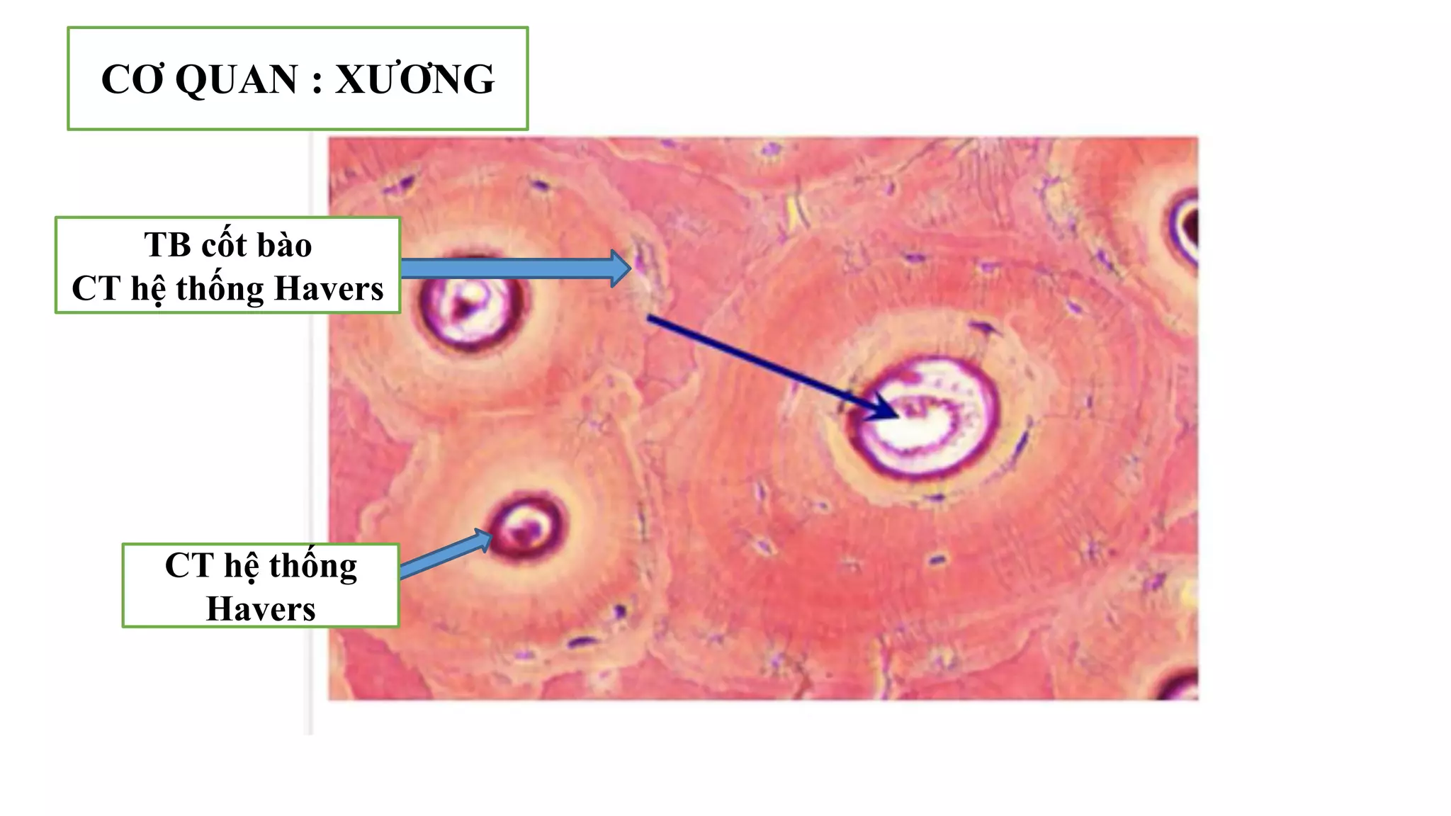 Thực hành Mô phôi | PPTX