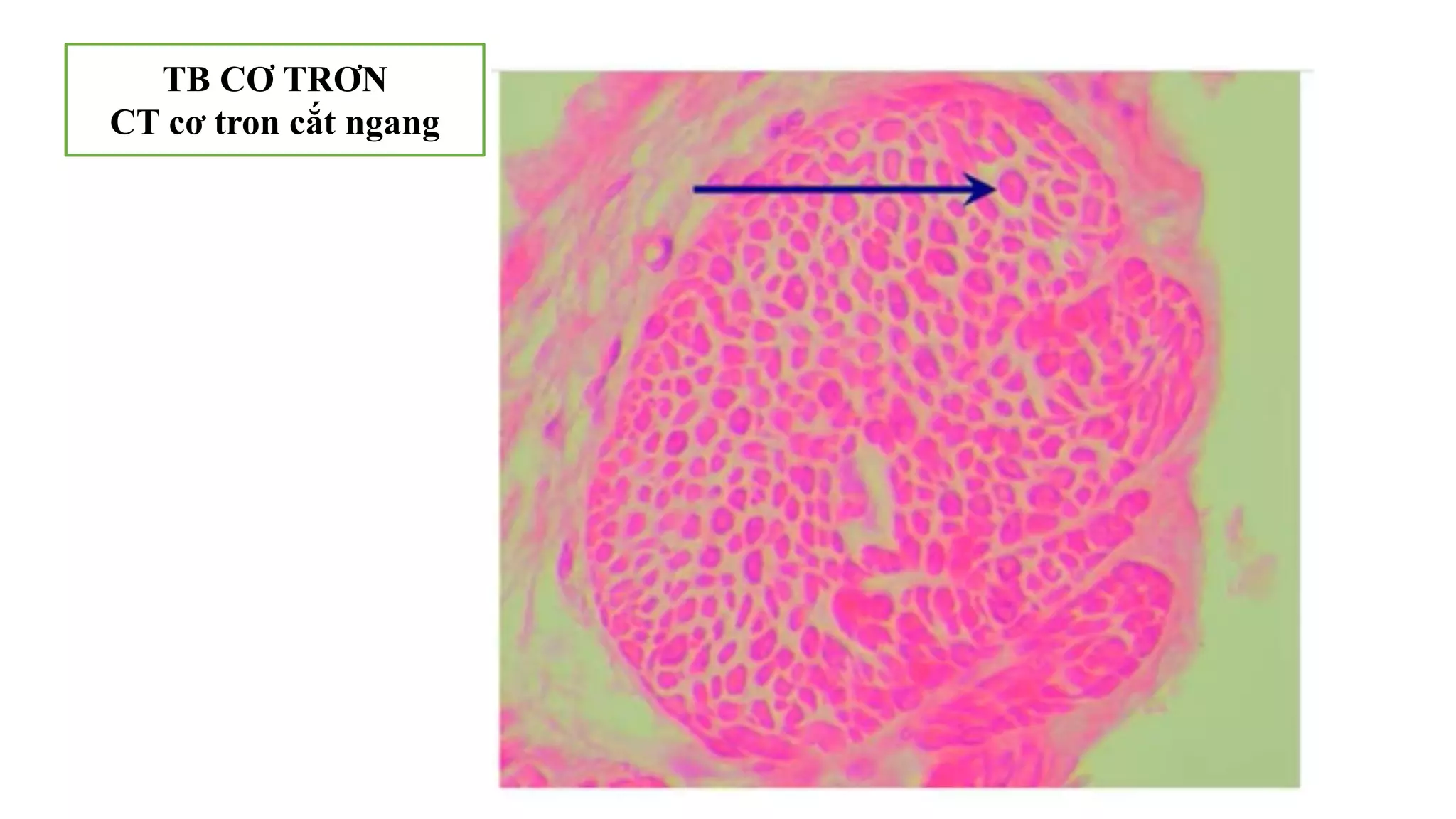 Thực hành Mô phôi | PPTX