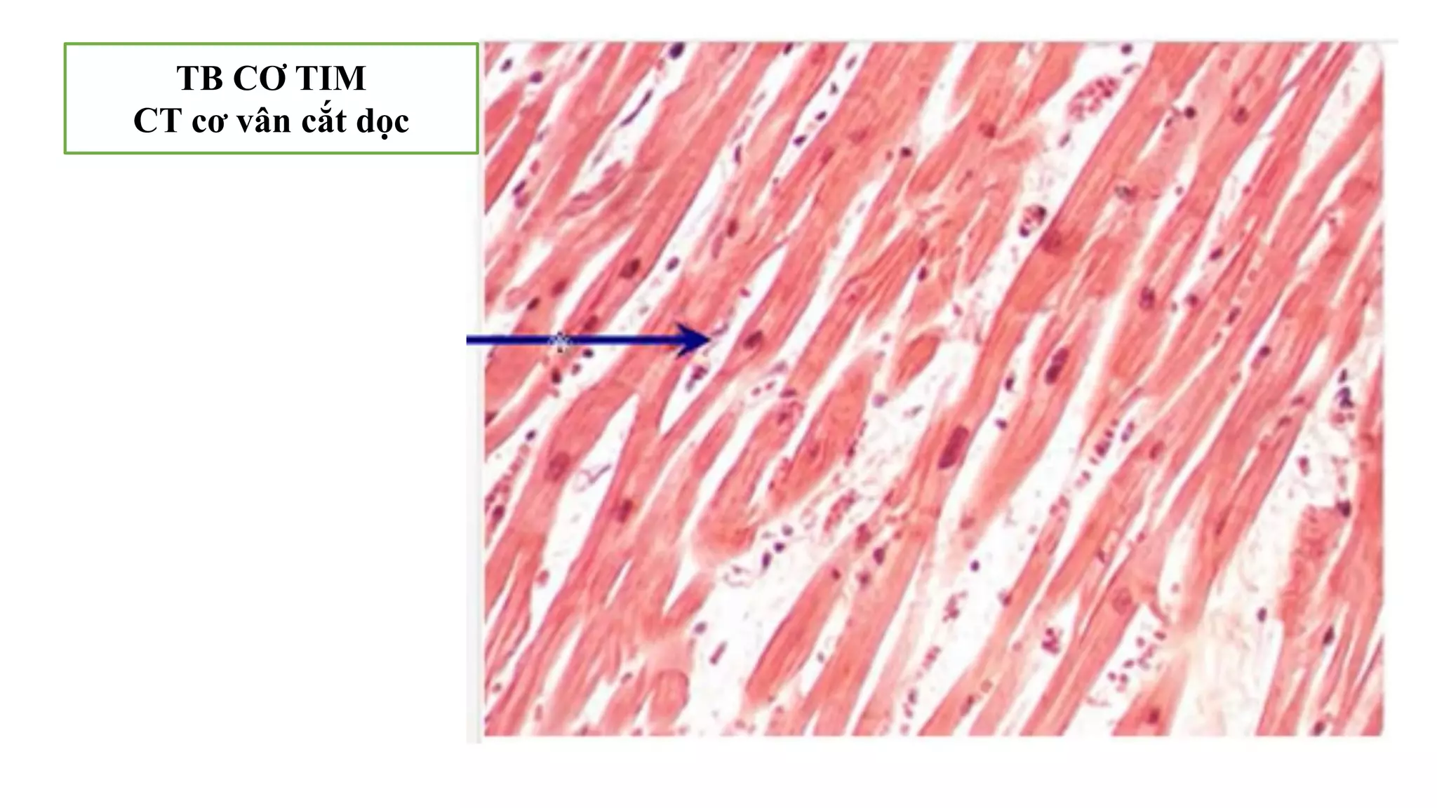 Thực hành Mô phôi | PPTX
