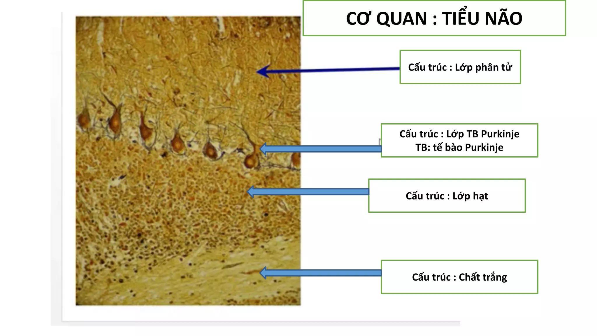 Thực hành Mô phôi | PPTX