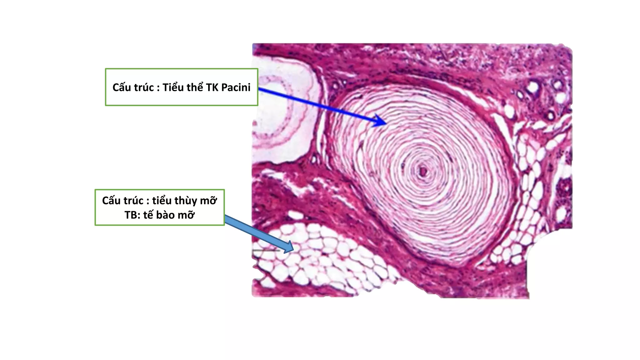 Thực hành Mô phôi | PPTX