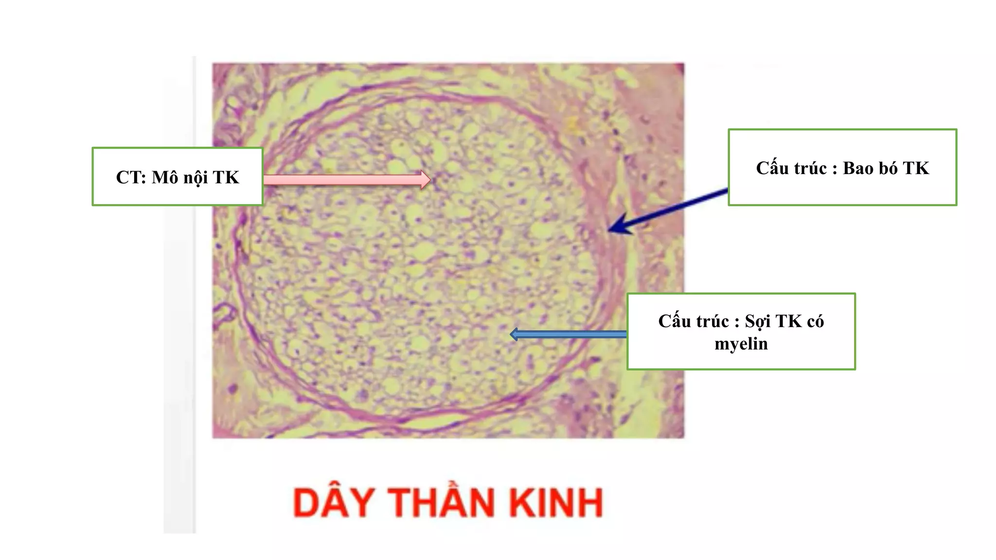 Thực hành Mô phôi | PPTX