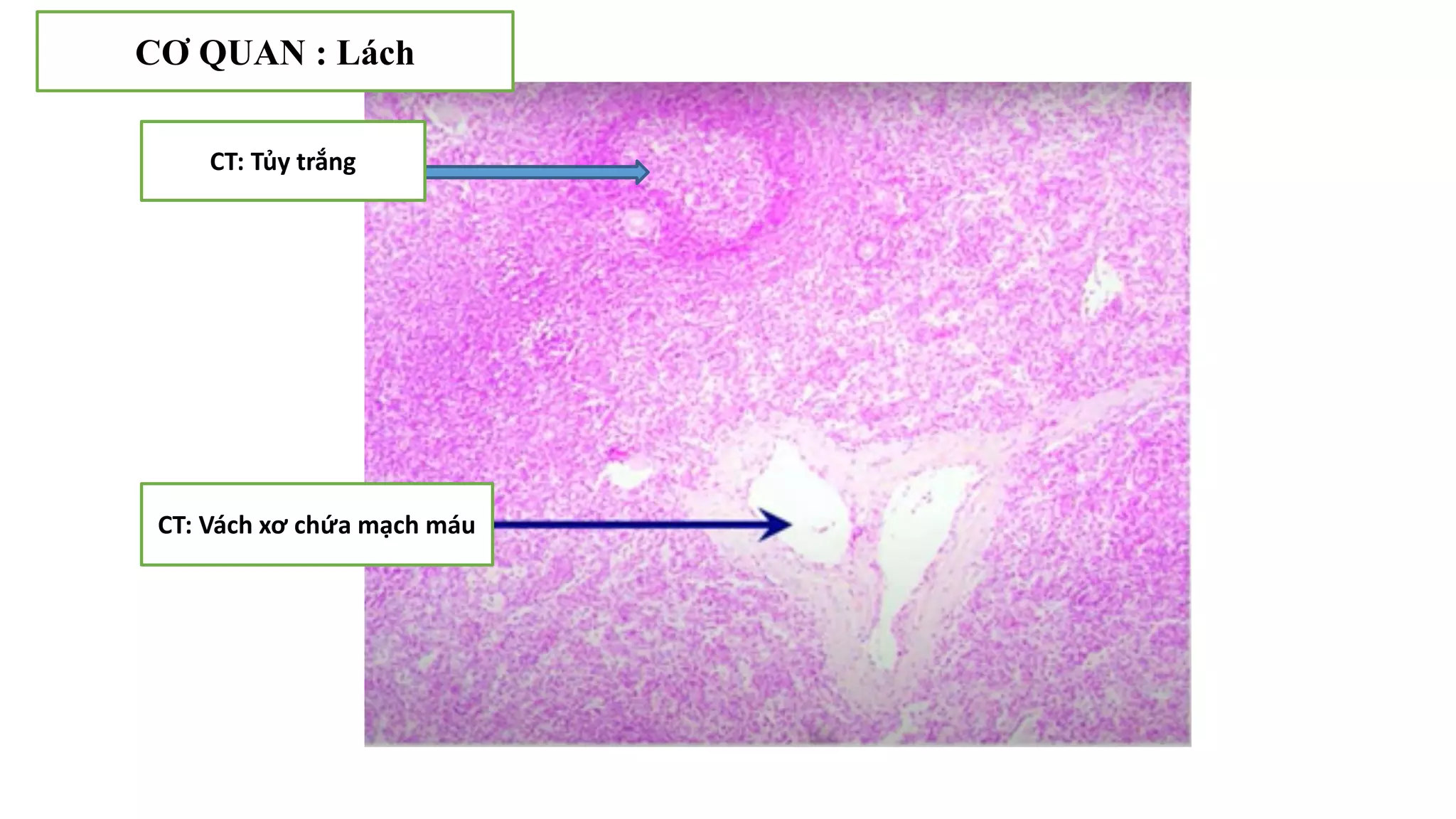 Thực hành Mô phôi | PPTX