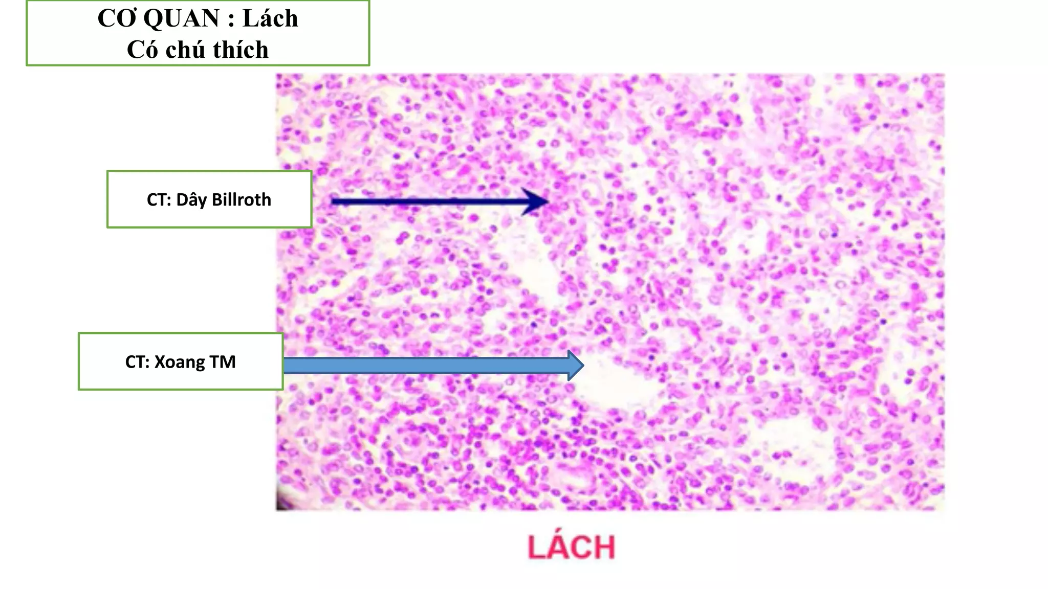 Thực hành Mô phôi | PPTX