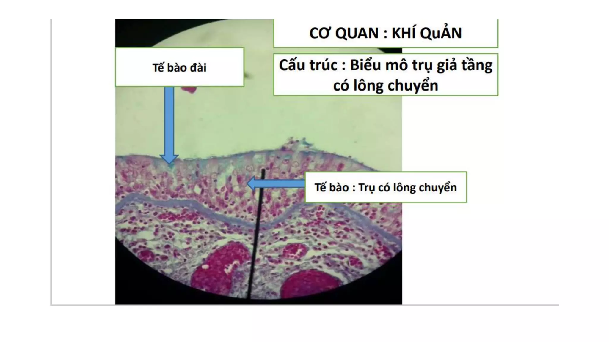 Thực hành Mô phôi | PPTX