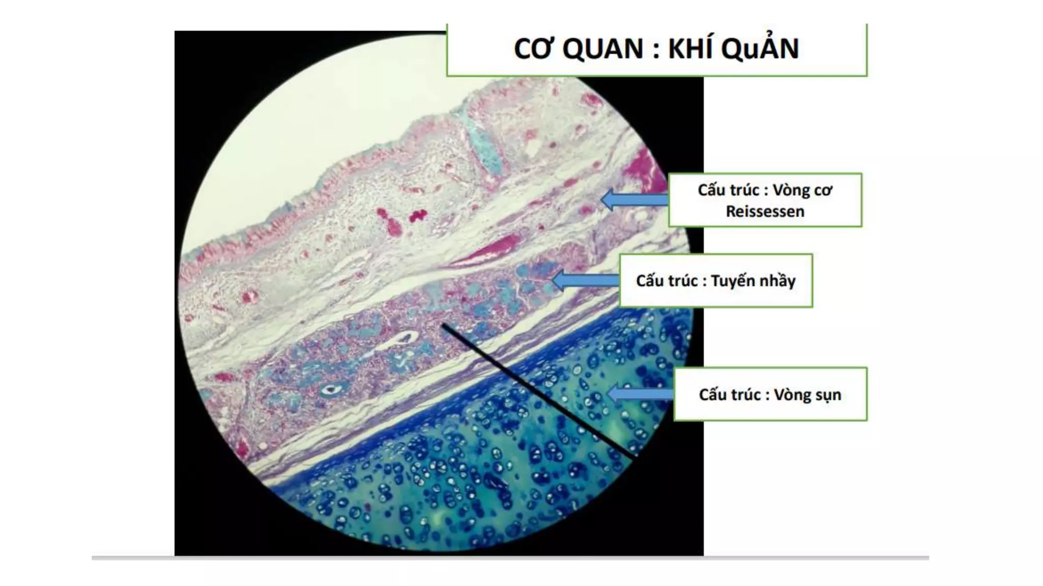 Thực hành Mô phôi | PPTX