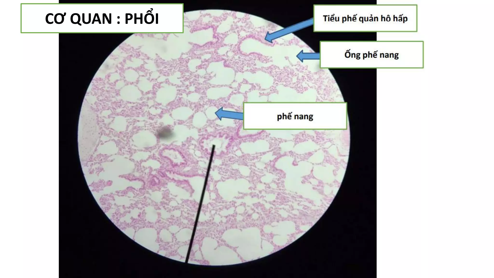 Thực hành Mô phôi | PPTX