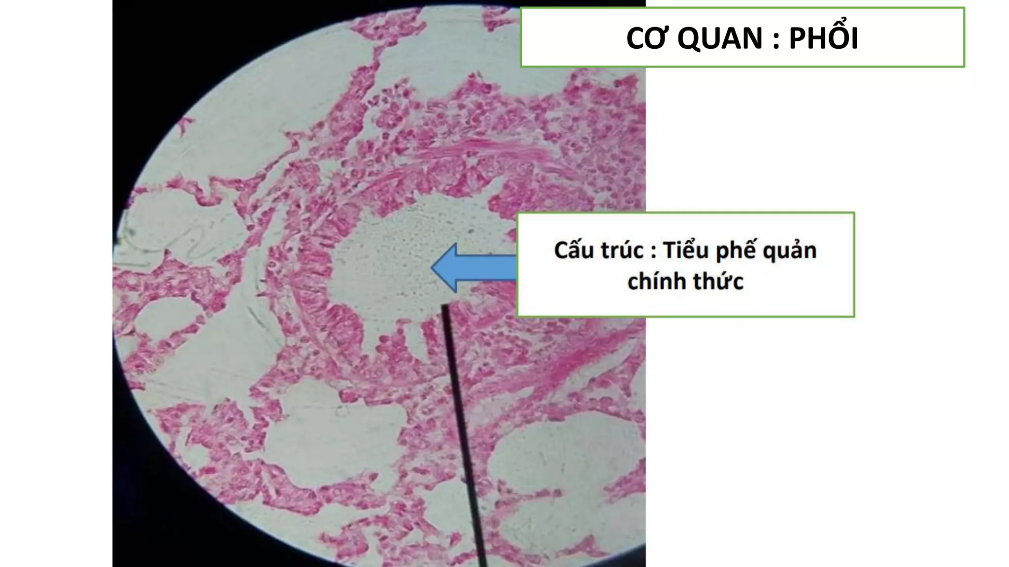Thực hành Mô phôi | PPTX