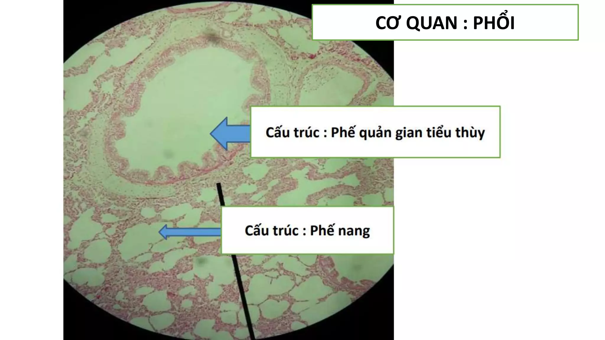 Thực hành Mô phôi | PPTX