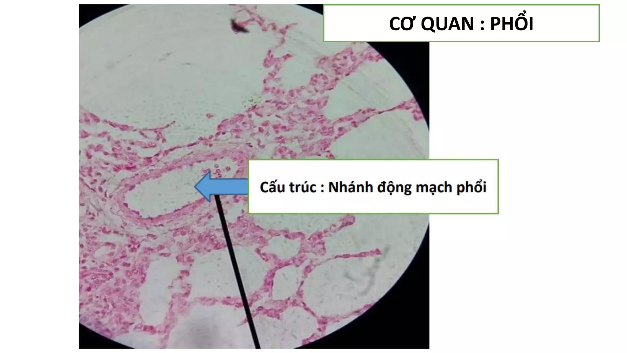 Thực hành Mô phôi | PPTX