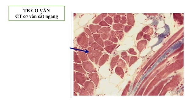 Thực hành Mô phôi | PPTX