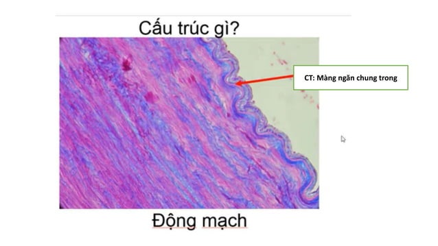 Thực hành Mô phôi | PPTX