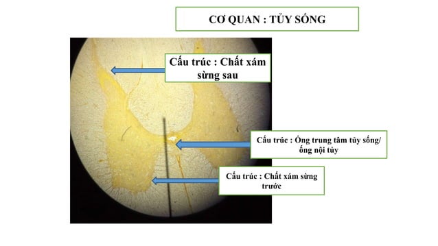 Thực hành Mô phôi | PPTX
