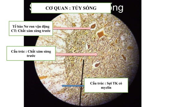 Thực hành Mô phôi | PPTX