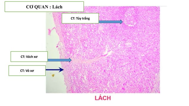 Thực hành Mô phôi | PPTX
