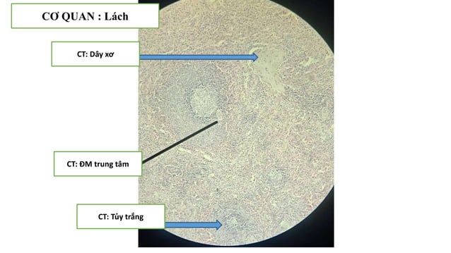 Thực hành Mô phôi | PPTX