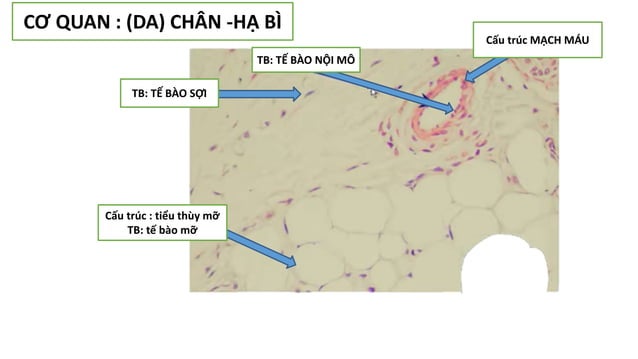 Thực hành Mô phôi | PPTX