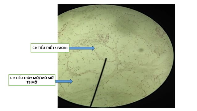 Thực hành Mô phôi | PPTX