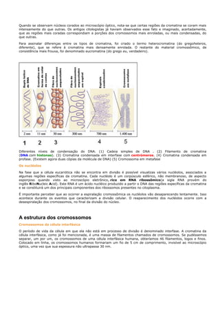 Quando se observam núcleos corados ao microscópio óptico, nota-se que certas regiões da cromatina se coram mais
intensamente do que outras. Os antigos citologistas já haviam observados esse fato e imaginado, acertadamente,
que as regiões mais coradas correspondiam a porções dos cromossomos mais enroladas, ou mais condensadas, do
que outras.

Para assinalar diferenças entre os tipos de cromatina, foi criado o termo heterocromatina (do gregoheteros,
diferente), que se refere à cromatina mais densamente enrolada. O restante do material cromossômico, de
consistência mais frouxa, foi denominado eucromatina (do grego eu, verdadeiro).




Diferentes níveis de condensação do DNA. (1) Cadeia simples de DNA . (2) Filamento de cromatina
(DNA com histonas). (3) Cromatina condensada em interfase com centrómeros. (4) Cromatina condensada em
profase. (Existem agora duas cópias da molécula de DNA) (5) Cromossoma em metafase

Os nucléolos

Na fase que a célula eucariótica não se encontra em divisão é possível visualizas vários nucléolos, associados a
algumas regiões específicas da cromatina. Cada nucléolo é um corpúsculo esférico, não membranoso, de aspecto
esponjoso quando visto ao microscópio eletrônico, rico em RNA ribossômico(a sigla RNA provém do
inglês RiboNucleic Acid). Este RNA é um ácido nucléico produzido a partir o DNA das regiões específicas da cromatina
e se constituirá um dos principais componentes dos ribossomos presentes no citoplasma.

É importante perceber que ao ocorrer a espiralação cromossômica os nucléolos vão desaparecendo lentamente. Isso
acontece durante os eventos que caracterizam a divisão celular. O reaparecimento dos nucléolos ocorre com a
desespiralação dos cromossomos, no final da divisão do núcleo.




A estrutura dos cromossomos
Cromossomos da célula interfásica

O período de vida da célula em que ela não está em processo de divisão é denominado interfase. A cromatina da
célula interfásica, como já foi mencionada, é uma massa de filamentos chamados de cromossomos. Se pudéssemos
separar, um por um, os cromossomos de uma célula interfásica humana, obteríamos 46 filamentos, logos e finos.
Colocado em linha, os cromossomos humanos formariam um fio de 5 cm de comprimento, invisível ao microscópio
óptico, uma vez que sua espessura não ultrapassa 30 nm.
 
