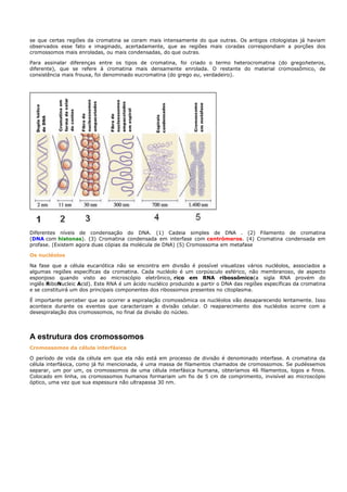 se que certas regiões da cromatina se coram mais intensamente do que outras. Os antigos citologistas já haviam
observados esse fato e imaginado, acertadamente, que as regiões mais coradas correspondiam a porções dos
cromossomos mais enroladas, ou mais condensadas, do que outras.

Para assinalar diferenças entre os tipos de cromatina, foi criado o termo heterocromatina (do gregoheteros,
diferente), que se refere à cromatina mais densamente enrolada. O restante do material cromossômico, de
consistência mais frouxa, foi denominado eucromatina (do grego eu, verdadeiro).




Diferentes níveis de condensação do DNA. (1) Cadeia simples de DNA . (2) Filamento de cromatina
(DNA com histonas). (3) Cromatina condensada em interfase com centrómeros. (4) Cromatina condensada em
profase. (Existem agora duas cópias da molécula de DNA) (5) Cromossoma em metafase

Os nucléolos

Na fase que a célula eucariótica não se encontra em divisão é possível visualizas vários nucléolos, associados a
algumas regiões específicas da cromatina. Cada nucléolo é um corpúsculo esférico, não membranoso, de aspecto
esponjoso quando visto ao microscópio eletrônico, rico em RNA ribossômico(a sigla RNA provém do
inglês RiboNucleic Acid). Este RNA é um ácido nucléico produzido a partir o DNA das regiões específicas da cromatina
e se constituirá um dos principais componentes dos ribossomos presentes no citoplasma.

É importante perceber que ao ocorrer a espiralação cromossômica os nucléolos vão desaparecendo lentamente. Isso
acontece durante os eventos que caracterizam a divisão celular. O reaparecimento dos nucléolos ocorre com a
desespiralação dos cromossomos, no final da divisão do núcleo.




A estrutura dos cromossomos
Cromossomos da célula interfásica

O período de vida da célula em que ela não está em processo de divisão é denominado interfase. A cromatina da
célula interfásica, como já foi mencionada, é uma massa de filamentos chamados de cromossomos. Se pudéssemos
separar, um por um, os cromossomos de uma célula interfásica humana, obteríamos 46 filamentos, logos e finos.
Colocado em linha, os cromossomos humanos formariam um fio de 5 cm de comprimento, invisível ao microscópio
óptico, uma vez que sua espessura não ultrapassa 30 nm.
 