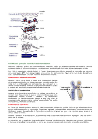 Constituição química e arquitetura dos cromossomos

Descobrir a natureza química dos cromossomos foi uma árdua tarefa que mobilizou centenas de cientistas e muitos
anos de trabalho. O primeiro constituinte cromossômico a ser identificado foi o ácido desoxirribonucléico, o DNA.

Em 1924, o pesquisador alemão Robert J. Feugen desenvolveu uma técnica especial de coloração que permitiu
demonstrar que o DNA é um dos principais componentes dos cromossomos. Alguns anos mais tarde, descobriu-se
que a cromatina também é rica em proteínas denominadas histonas.

Cromossomos da célula em divisão

Quando a célula vai se dividir, o núcleo e os cromossomos passam
por grandes modificações. Os preparativos para a divisão celular têm
inicio com a condensação dos cromossomos, que começam a se
enrolar sobre si mesmos, tornando-se progressivamente mais curtos
e grossos, até assumirem o aspecto de bastões compactos

Constrições cromossômicas

Durante a condensação cromossômica, as regiões eucromáticas se
enrolam mais frouxamente do que as heterocromáticas, que estão
condensadas mesmo durante a interfase. No cromossomo
condensado, as heterocromatinas, devido a esse alto grau de
empacotamento, aparecem como regiões “estranguladas” do bastão
cromossômico, chamadas constrições.

Centrômero e cromátides

Na célula que está em processo de divisão, cada cromossomo condensado aparece como um par de bastões unidos
em um determinado ponto, o centrômero. Essas duas “metades” cromossômicas, denominadas cromátides-irmãs são
idênticas e surgem da duplicação do filamento cromossômico original, que ocorre na interfase, pouco antes de a
divisão celular se iniciar.

Durante o processo de divisão celular, as cromátides-irmãs se separam: cada cromátide migra para uma das células-
filhas que se formam.

O centrômero fica localizado em uma região heterocromática, portanto em uma constrição que contém o centrômero
é chamada constrição primária, e todas as outras que porventura existam são chamadas constrições secundárias.
 