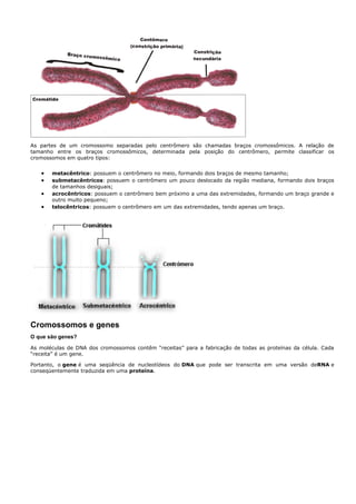 As partes de um cromossomo separadas pelo centrômero são chamadas braços cromossômicos. A relação de
tamanho entre os braços cromossômicos, determinada pela posição do centrômero, permite classificar os
cromossomos em quatro tipos:


      metacêntrico: possuem o centrômero no meio, formando dois braços de mesmo tamanho;
      submetacêntricos: possuem o centrômero um pouco deslocado da região mediana, formando dois braços
       de tamanhos desiguais;
      acrocêntricos: possuem o centrômero bem próximo a uma das extremidades, formando um braço grande e
       outro muito pequeno;
      telocêntricos: possuem o centrômero em um das extremidades, tendo apenas um braço.




Cromossomos e genes
O que são genes?

As moléculas de DNA dos cromossomos contêm “receitas” para a fabricação de todas as proteínas da célula. Cada
“receita” é um gene.

Portanto, o gene é uma seqüência de nucleotídeos do DNA que pode ser transcrita em uma versão deRNA e
conseqüentemente traduzida em uma proteína.
 