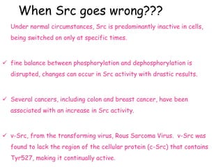 When Src goes wrong???
Under normal circumstances, Src is predominantly inactive in cells,
being switched on only at specific times.
 fine balance between phosphorylation and dephosphorylation is
disrupted, changes can occur in Src activity with drastic results.
 Several cancers, including colon and breast cancer, have been
associated with an increase in Src activity.
 v-Src, from the transforming virus, Rous Sarcoma Virus. v-Src was
found to lack the region of the cellular protein (c-Src) that contains
Tyr527, making it continually active.
 
