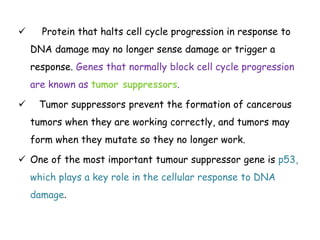  Protein that halts cell cycle progression in response to
DNA damage may no longer sense damage or trigger a
response. Genes that normally block cell cycle progression
are known as tumor suppressors.
 Tumor suppressors prevent the formation of cancerous
tumors when they are working correctly, and tumors may
form when they mutate so they no longer work.
 One of the most important tumour suppressor gene is p53,
which plays a key role in the cellular response to DNA
damage.
 