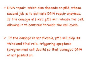  DNA repair, which also depends on p53, whose
second job is to activate DNA repair enzymes.
If the damage is fixed, p53 will release the cell,
allowing it to continue through the cell cycle.
 If the damage is not fixable, p53 will play its
third and final role: triggering apoptosis
(programmed cell death) so that damaged DNA
is not passed on.
 