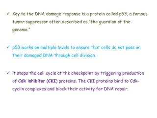  Key to the DNA damage response is a protein called p53, a famous
tumor suppressor often described as “the guardian of the
genome.”
 p53 works on multiple levels to ensure that cells do not pass on
their damaged DNA through cell division.
 it stops the cell cycle at the checkpoint by triggering production
of Cdk inhibitor (CKI) proteins. The CKI proteins bind to Cdk-
cyclin complexes and block their activity for DNA repair.
 