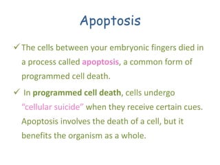 Apoptosis
The cells between your embryonic fingers died in
a process called apoptosis, a common form of
programmed cell death.
 In programmed cell death, cells undergo
“cellular suicide” when they receive certain cues.
Apoptosis involves the death of a cell, but it
benefits the organism as a whole.
 