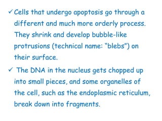 Cells that undergo apoptosis go through a
different and much more orderly process.
They shrink and develop bubble-like
protrusions (technical name: “blebs”) on
their surface.
 The DNA in the nucleus gets chopped up
into small pieces, and some organelles of
the cell, such as the endoplasmic reticulum,
break down into fragments.
 