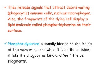  They release signals that attract debris-eating
(phagocytic) immune cells, such as macrophages.
Also, the fragments of the dying cell display a
lipid molecule called phosphatidylserine on their
surface.
 Phosphatidyserine is usually hidden on the inside
of the membrane, and when it is on the outside,
it lets the phagocytes bind and "eat" the cell
fragments.
 